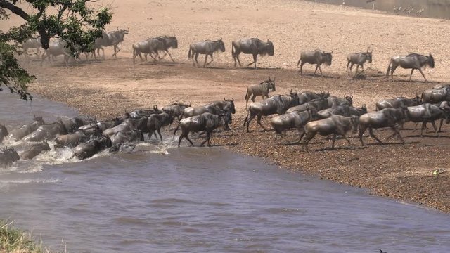 wide view of wildebeest herd crossing the mara river at masai mara national reserve in kenya, africa