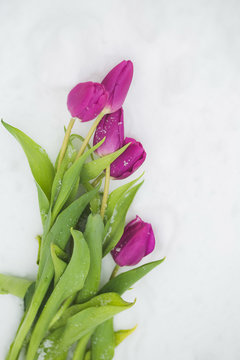 Closeup top view of purple tulips laying on snowy ground outdoors. Vertical color photography.