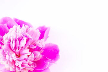 Fototapeta premium Close-up of a pink peony bud on a white background.