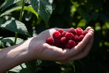 Handful of raspberries in a rural garden