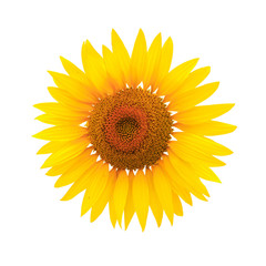 Flower of sunflower isolated on white background. Seeds and oil