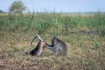 Obraz premium A pair of grey monkey are helping each other on Savanna Bekol, Baluran. Baluran National Park is a forest preservation area that extends about 25.000 ha on the north coast of East Java, Indonesia.