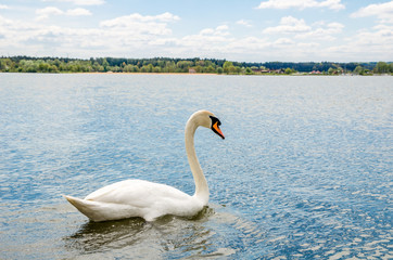 beautiful white swans swim on the lake