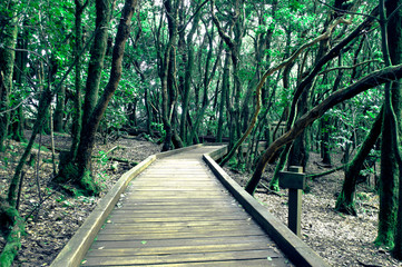Obraz premium Wood path into the forest in Tenerife