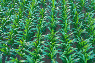 corn field