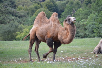Portrait Of A Majestic Exemplary Camel In The Natural Park Of Cabarceno Old Mine For Iron Extraction. August 25, 2013. Cabarceno, Cantabria. Holidays Nature Street Photography Animals Wildlife