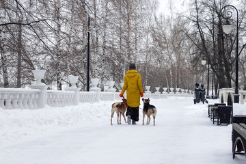 Young woman is walking in a snowy winter park with her two dogs. Back view.