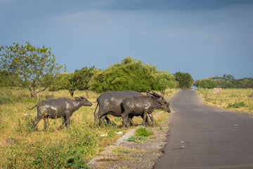 A group of buffalo on their natural habitat, Savanna Bekol, Baluran. aluran National Park is a forest preservation area that extends about 25.000 ha on the north coast of East Java, Indonesia.