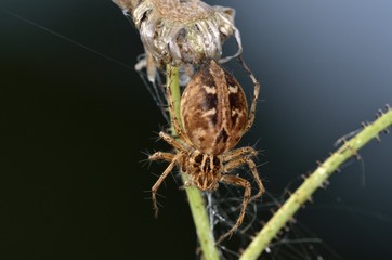 Oxyopes heterophthalmus is a lynx spider from the family Oxyopidae, Greece
