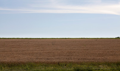 Fototapeta na wymiar field after harvesting, agriculture landscape natural horizon