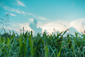 green grass and blue sky with clouds landscape