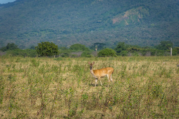 Fototapeta premium A deer on its natural habitat, Savanna Bekol, Baluran. Baluran National Park is a forest preservation area that extends about 25.000 ha on the north coast of East Java, Indonesia.