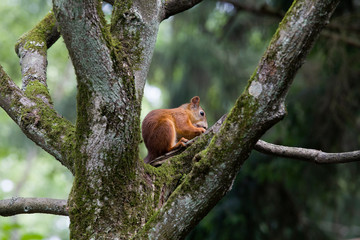 Squirrel in the park in sunny day