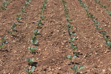 Cabbage seedlings in rows planted into brown soil in mediterranean region.