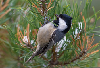 Coal Tit perched on pine branch in search of food in winter time