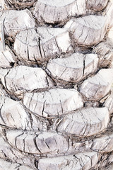 palm texture, close up