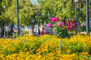 Exotic plants in botanical garden, Barcelona, Catalonia, Spain.