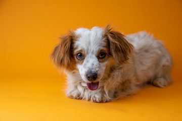 small brown and white dog in studio