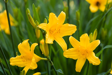 beautiful blooming flower in a garden, beautiful daylily 