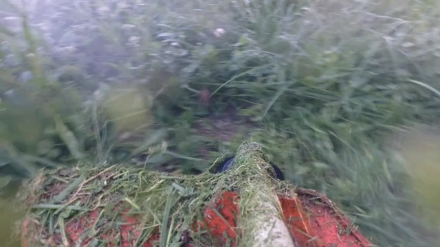 mowing grass with gas trimmer lawnmower.