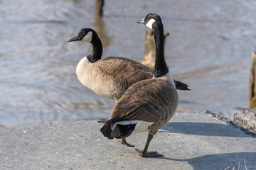 Adult Canadian Geese, against the backdrop of the East River in New York City