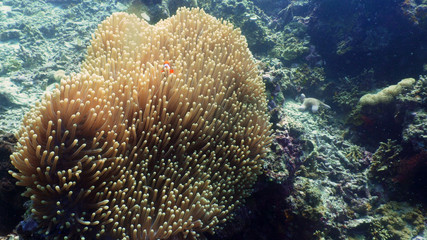 Clown anemonefish on coral reef, tropical fish. underwater world diving and snorkeling on coral reef. Hard and soft corals underwater landscape