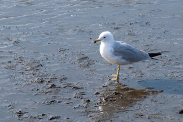 Closeup of a seagull standing in the shallows
