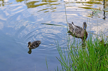 Ducklings on the lake in natural habitat