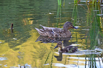 Ducklings on the lake in natural habitat