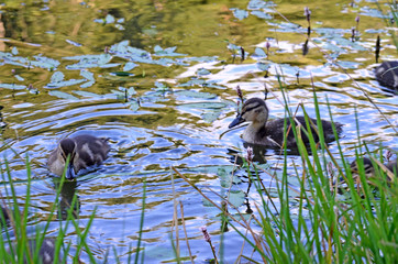 Ducklings on the lake in natural habitat