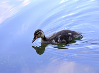 Ducklings on the lake in natural habitat