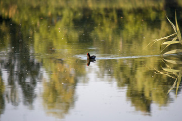 Obraz na płótnie Canvas Moorhen chick, wild duck with a red beak Gallinula chloorpus swims on the pond in the wild. Ukraine.