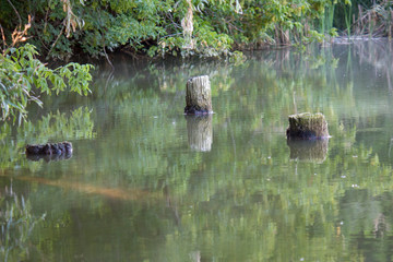 Beautiful fallen trees inside the lake, stumps in the water, marsh landscape in summer