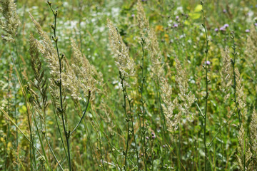 Beautiful meadow flowers.Sunny summer day.