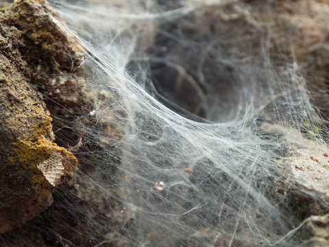 Spider-making of a Sydney funnel spider (Coelotes terrestris)