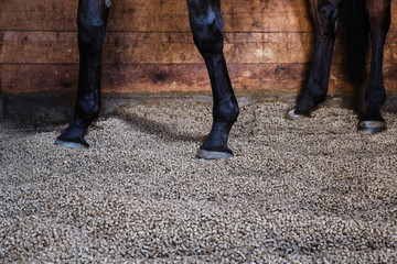 pellets as a lining for horses - obrazy, fototapety, plakaty