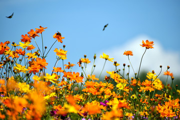 Bees Buzzing Around Wildflowers Under A Sunny Blue Sky