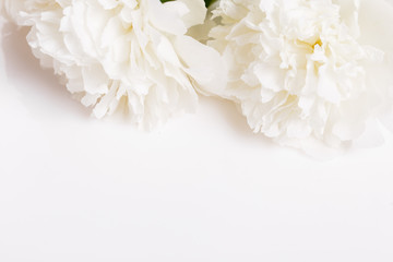 Romantic banner, delicate white peonies flowers close-up. Fragrant pink petals