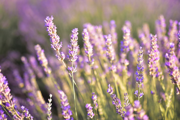 Close-up of lavender flower field at sunset.