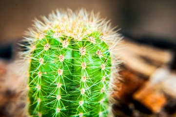 Cactus