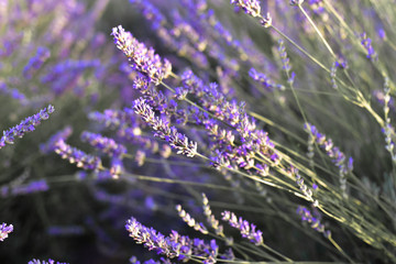 Lavender blooming flowers in sunset.