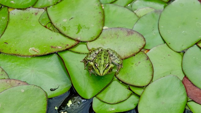 Froschhaut Bilder Durchsuchen 688 Archivfotos, und
