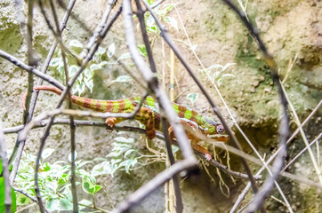 Chameleon walks on a branch at the zoo