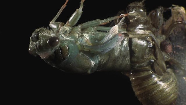 Cicada metamorphosis 1205 7