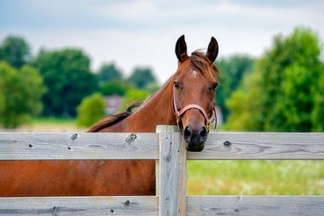 Horse Standing at Wooden Fence