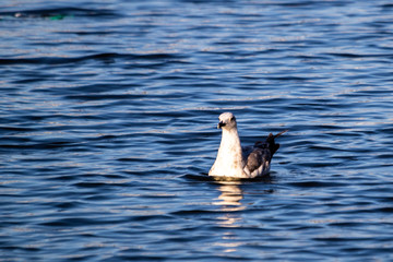 Fototapeta premium Seagull swimming in the sea at the evening