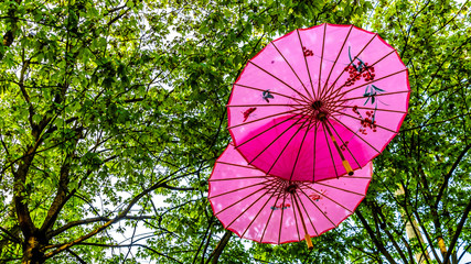 Pink Chinese Umbrellas or Parasols under a tree canopy in the Yale Town suburb of Vancouver, British Columbia, Canada