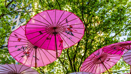 Pink Chinese Umbrellas or Parasols under a tree canopy in the Yale Town suburb of Vancouver, British Columbia, Canada