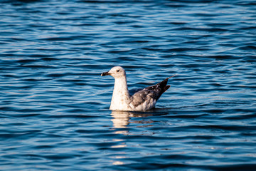 Seagull swimming in the sea at the evening