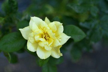 Roses from the rose garden at MCC